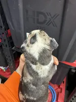 Enzo, a male Cane Corso and American Mastiff for sale in Johnston, RI – Photo 1 of 6