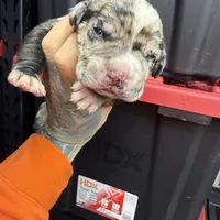 Enzo, a male Cane Corso and American Mastiff for sale in Johnston, RI – Photo 3 of 7