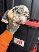 Enzo, a male Cane Corso and American Mastiff for sale in Johnston, RI – Photo 3 of 6