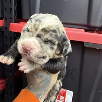 Enzo, a male Cane Corso and American Mastiff for sale in Johnston, RI – Photo 4 of 7