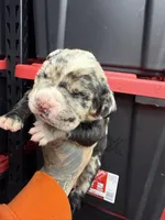 Enzo, a male Cane Corso and American Mastiff for sale in Johnston, RI – Photo 4 of 6