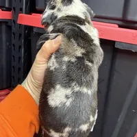 Enzo, a male Cane Corso and American Mastiff for sale in Johnston, RI – Photo 5 of 7