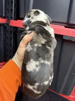 Enzo, a male Cane Corso and American Mastiff for sale in Johnston, RI – Photo 5 of 6