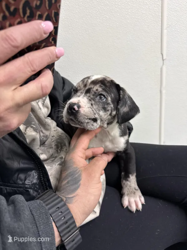 Enzo – Cane Corso, American Mastiff puppy for sale in Johnston, RI