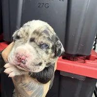 Enzo, a male Cane Corso and American Mastiff for sale in Johnston, RI – Photo 2 of 7