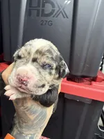 Enzo, a male Cane Corso and American Mastiff for sale in Johnston, RI – Photo 2 of 6