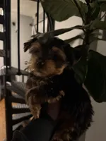 Jackson, a male Yorkshire Terrier for sale in Johnston, RI – Photo 4 of 6