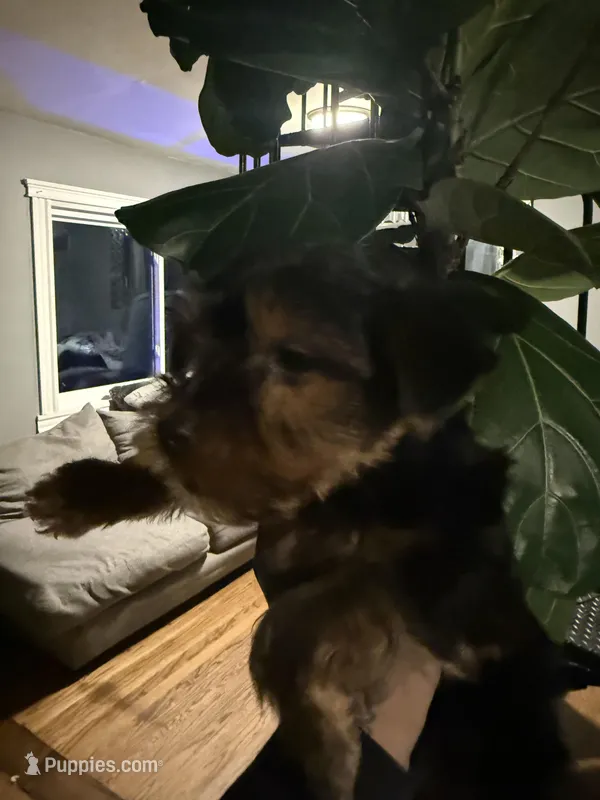 Jackson – Yorkshire Terrier puppy for sale in Johnston, RI