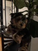 Jackson, a male Yorkshire Terrier for sale in Johnston, RI – Photo 6 of 6