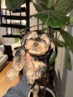 Jackson, a male Yorkshire Terrier for sale in Johnston, RI – Photo 3 of 6