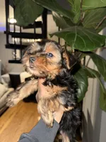 Jackson, a male Yorkshire Terrier for sale in Johnston, RI – Photo 2 of 6