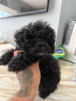 Camila mi, a female Poodle - Toy  for sale in North Smithfield, RI – 4 of 9
