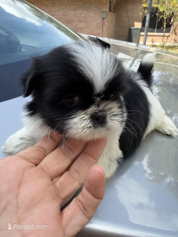 Teddy  – Shih Tzu puppy for sale in Johnston, RI