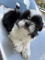 Teddy , a male Shih Tzu for sale in Johnston, RI – Photo 4 of 5