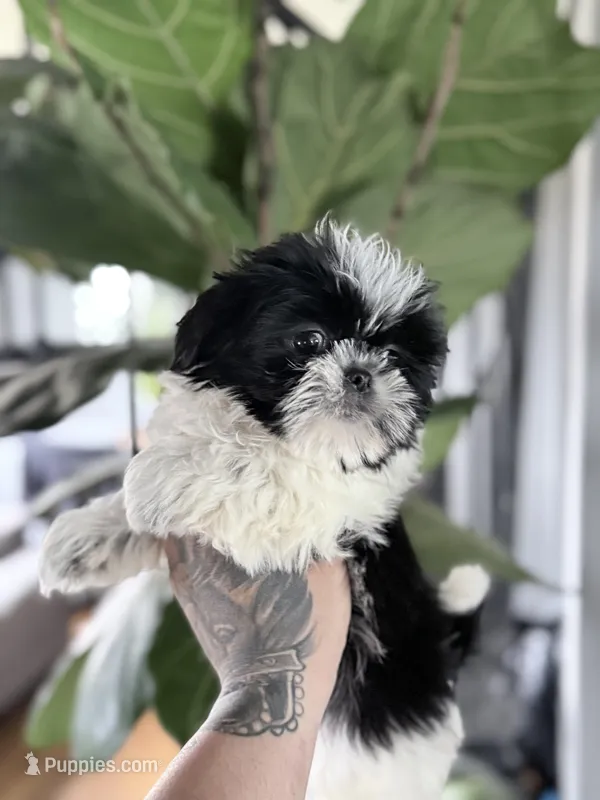 Teddy  – Shih Tzu puppy on hold in Johnston, RI