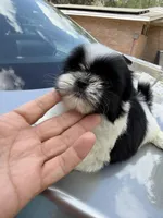 Teddy , a male Shih Tzu for sale in Johnston, RI – Photo 2 of 5