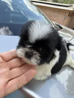 Teddy , a male Shih Tzu for sale in Johnston, RI – Photo 3 of 5