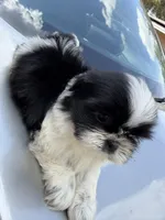 Teddy , a male Shih Tzu for sale in Johnston, RI – Photo 5 of 5