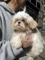 Matilda, a female Shih Tzu for sale in North Smithfield, RI – 3 of 4