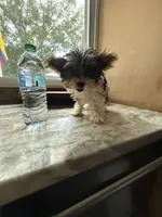 Tilly , a female Yorkshire Terrier for sale in North Smithfield, RI – 8 of 9