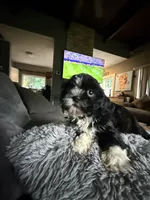 Oreo, a female Shih Tzu for sale in North Smithfield, RI – 2 of 10