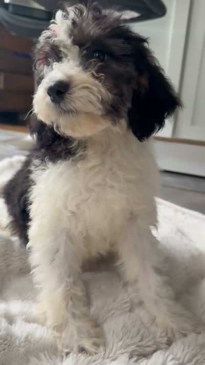 Sasha, a female Miniature Goldendoodle for sale in Johnston, RI – 3 of 3