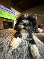 Oreo, a female Shih Tzu for sale in North Smithfield, RI – 6 of 10
