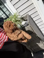 Chloe, a female Miniature Goldendoodle for sale in Johnston, RI – 7 of 10