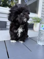 Cookie, a female Shih Tzu for sale in North Smithfield, RI – 6 of 9