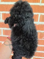 Kelsey, a female Poodle - Toy  for sale in North Smithfield, RI – 2 of 7