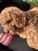 Chloe, a female Miniature Goldendoodle for sale in Johnston, RI – 8 of 10