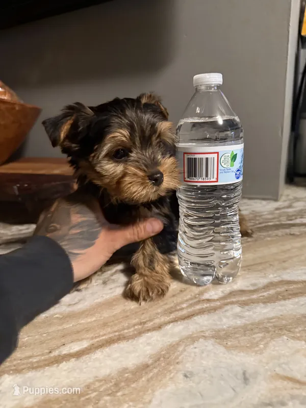 Jackson – Yorkshire Terrier puppy for sale in North Smithfield, RI