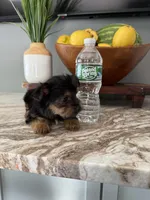 Tito, a male Yorkshire Terrier for sale in Johnston, RI – 5 of 8