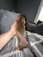 Henny, a male Miniature Dachshund for sale in Johnston, RI – Photo 2 of 6