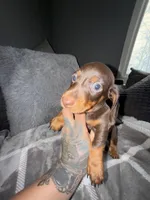 Henny, a male Miniature Dachshund for sale in Johnston, RI – Photo 5 of 6