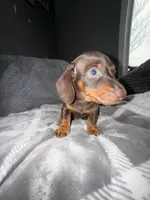 Henny, a male Miniature Dachshund for sale in Johnston, RI – Photo 4 of 6