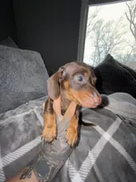 Henny, a male Miniature Dachshund for sale in Johnston, RI – Photo 3 of 6