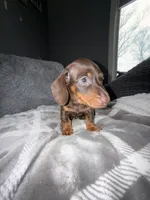 Henny, a male Miniature Dachshund for sale in Johnston, RI – Photo 6 of 6