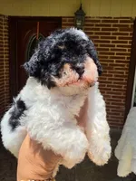 Jenny , a female Poodle - Toy  for sale in North Smithfield, RI – 7 of 8