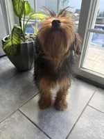 Tucker, a male Miniature Schnauzer and Yorkshire Terrier for sale in Johnston, RI – 6 of 10