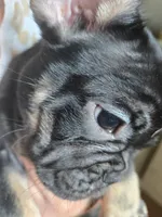 Princess, a female French Bulldog for sale in North Smithfield, RI – 6 of 6