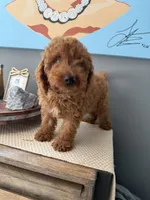 Maverick , a male Miniature Goldendoodle for sale in Johnston, RI – 9 of 10