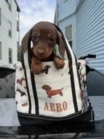 Layla, a female Miniature Dachshund for sale in North Smithfield, RI – 6 of 8