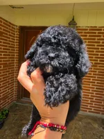 Kelsey, a female Poodle - Toy  for sale in North Smithfield, RI – 4 of 7