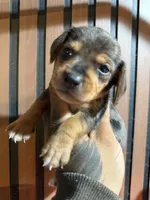 Mini Dachshund Tommy , a male Miniature Dachshund for sale in Johnston, RI – 2 of 8