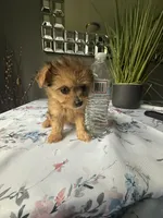 Lil Bindi, a female Yorkshire Terrier for sale in North Smithfield, RI – 4 of 10