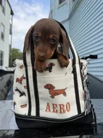 Layla, a female Miniature Dachshund for sale in North Smithfield, RI – 4 of 8