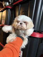 Matilda, a female Shih Tzu for sale in North Smithfield, RI – 4 of 4