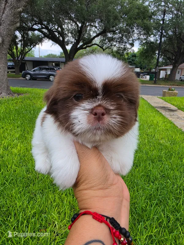 Niko – Shih Tzu puppy for sale in North Smithfield, RI