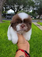Niko, a male Shih Tzu for sale in North Smithfield, RI – 1 of 10